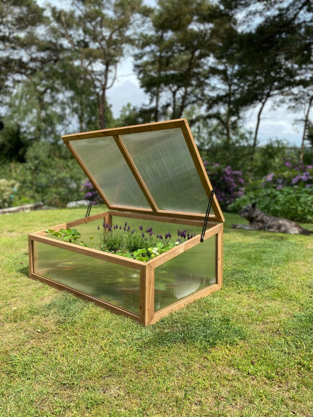 Wooden Cold Frame Greenhouse with Twin-Walled Polycarbonate Panels and Hinged Top