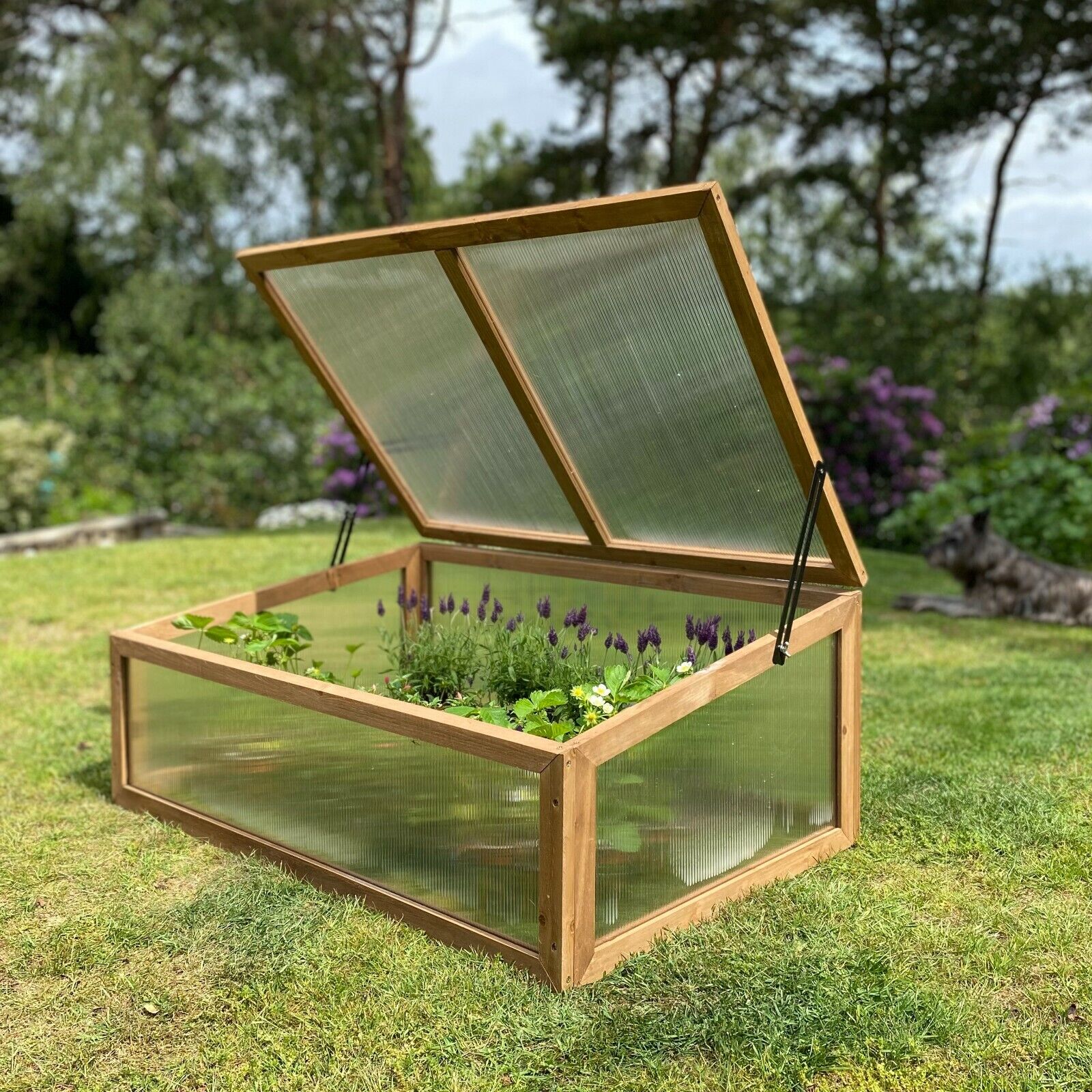 Wooden Cold Frame Greenhouse with Twin-Walled Polycarbonate Panels and Hinged Top